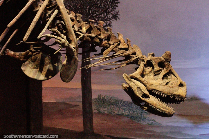 Grande esqueleto de dinossauro com dentes afiados no museu de cincias em Trelew. (720x480px). Argentina, Amrica do Sul.