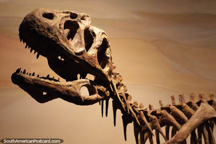 Esqueleto de um dinossauro com muitos detalhes, museu de cincias, Trelew. (720x480px). Argentina, Amrica do Sul.