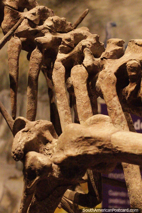 Bones and ribs of a dinosaur at the Egidio Feruglio science museum in Trelew. (480x720px). Argentina, South America.