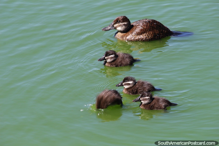 Family of small ducks, mother and 4 babies, one is diving, Chiquichano Lagoon in Trelew. (720x480px). Argentina, South America.