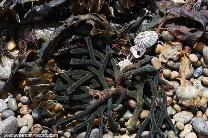 Conchas e algas secas, belos padres, praia de Caleta Olivia. (720x480px). Argentina, Amrica do Sul.