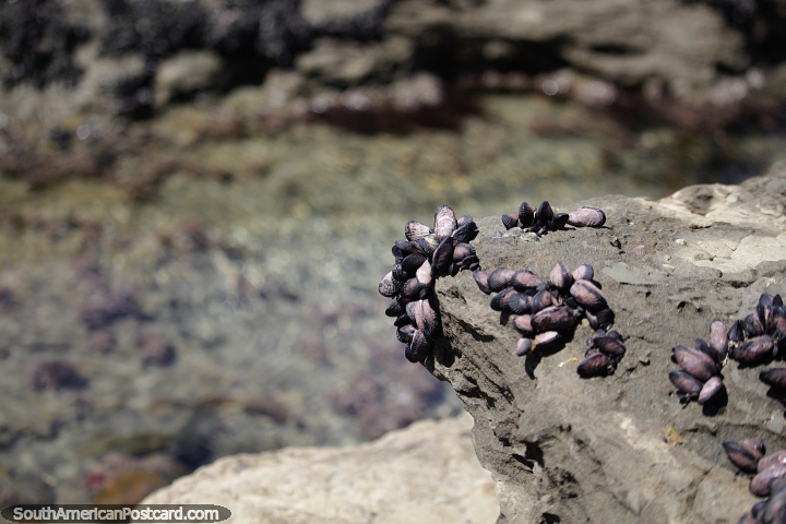 Berbigões crescem nas rochas da costa em Caleta Olivia. (720x480px). Argentina, América do Sul.