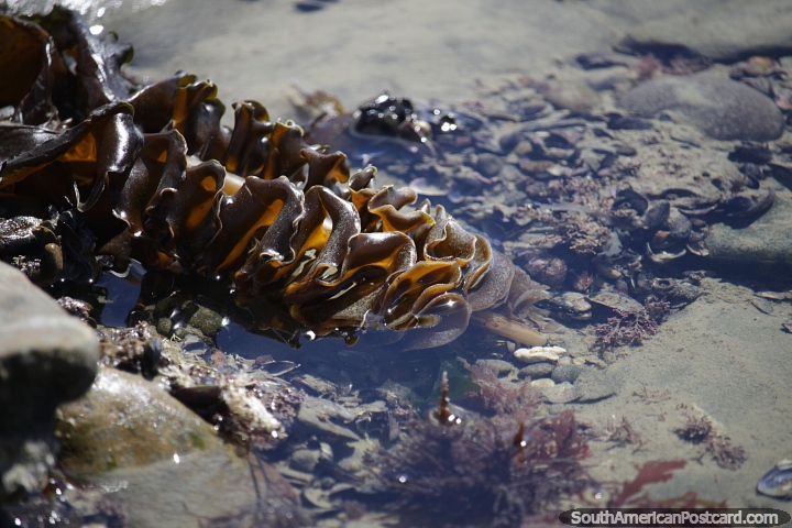 Seaweed soaks in the watery wilderness on the coast in Caleta Olivia. (720x480px). Argentina, South America.