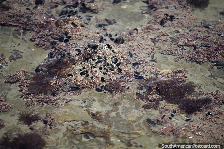 Conchas, algas cor-de-rosa e rochas no fundo do mar na praia de Caleta Olivia. (720x480px). Argentina, América do Sul.