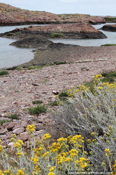 Terreno rochoso na costa na baa de Puerto Deseado. (480x720px). Argentina, Amrica do Sul.
