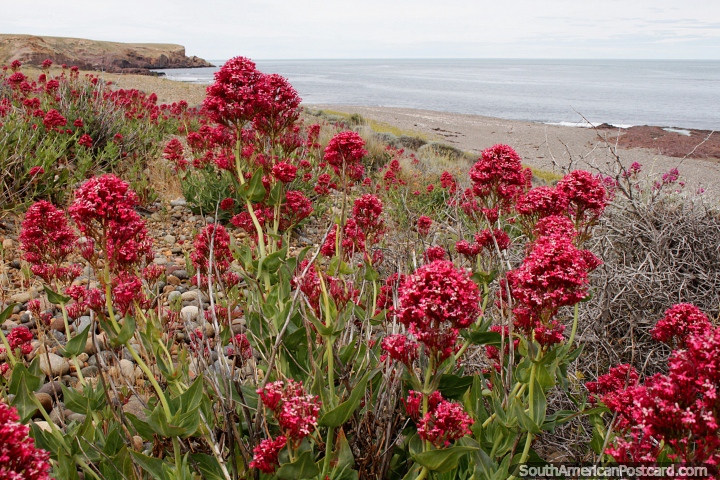 Pink flowers on the banks of Lions Beach in Puerto Deseado. (720x480px). Argentina, South America.