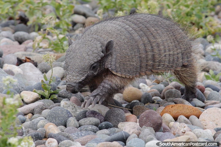 An armadillo, a common animal in the Patagonia at Lions Beach, Puerto Deseado. (720x480px). Argentina, South America.
