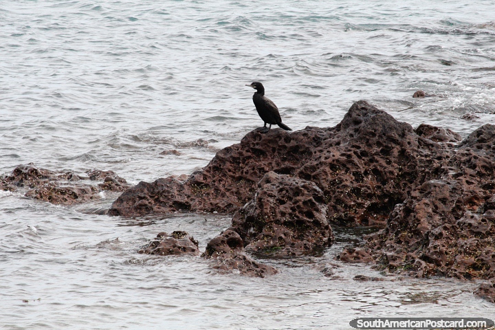 Sea bird sits on rocks with craters in Puerto Deseado. (720x480px). Argentina, South America.