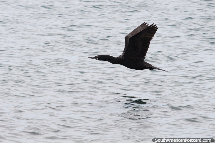 Ave marina negra extiende sus alas y se va volando, Puerto Deseado. (720x480px). Argentina, Sudamerica.