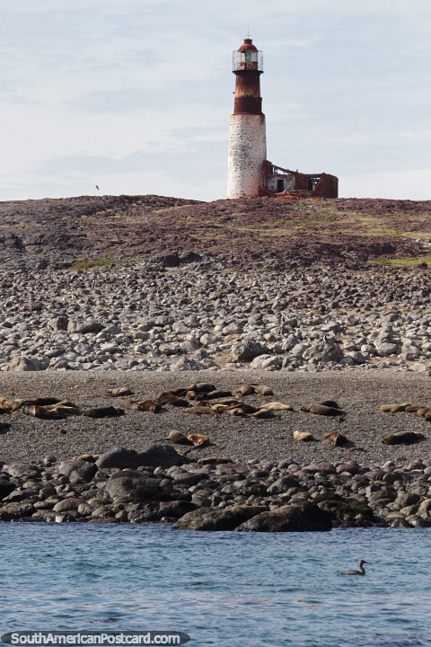 Penguin Island with the lighthouse and seals on the beach, Puerto Deseado. (480x720px). Argentina, South America.