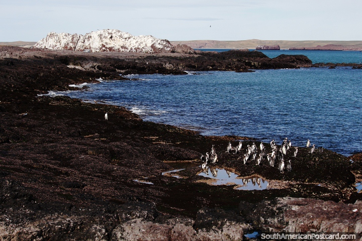 Penguins on a harsh bed of rock and white island in the distance, Puerto Deseado. (720x480px). Argentina, South America.