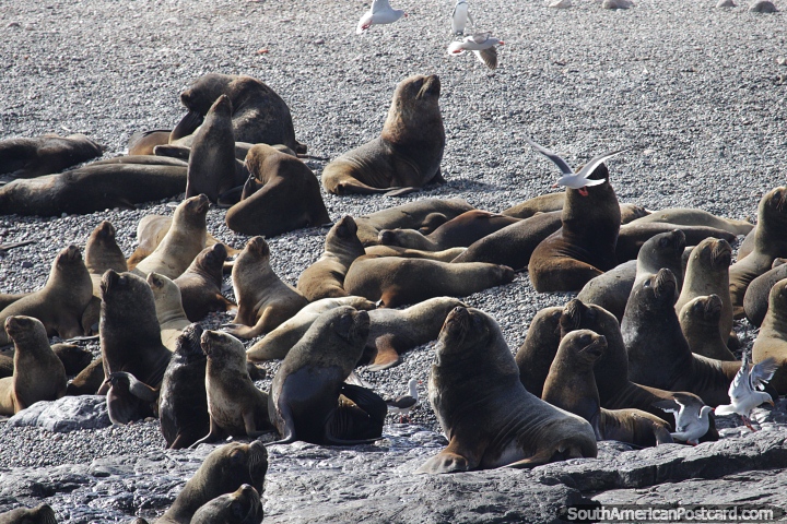 Sea lions and seals laze around on the beach at Penguin Island, Puerto Deseado. (720x480px). Argentina, South America.