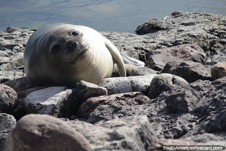Baby seal lays on rocks on Penguin Island, Puerto Deseado. (720x480px). Argentina, South America.