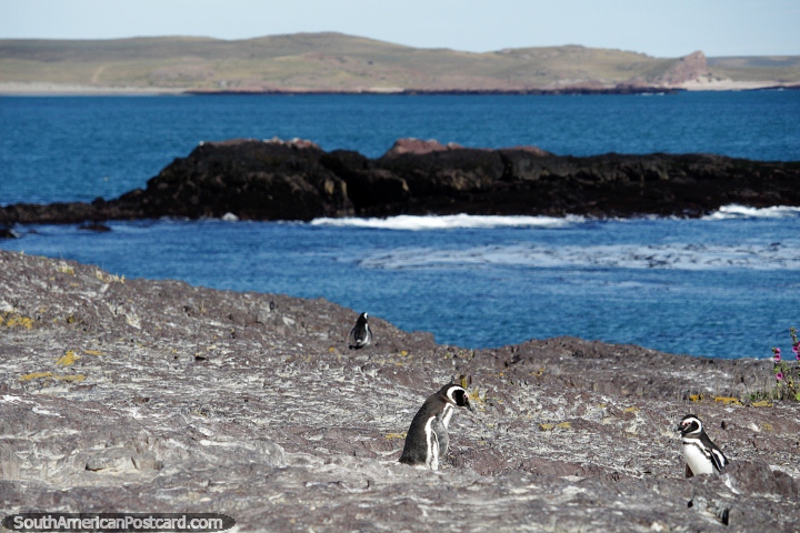 Observando os pinguins andando pela ilha em Puerto Deseado. (720x480px). Argentina, Amrica do Sul.