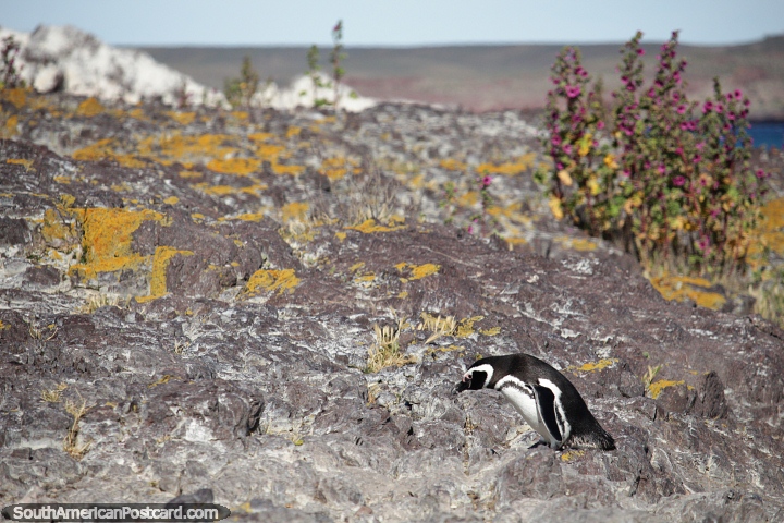 Pinguins solitrios andam como se tivessem um lugar importante para ir, e eles fazem, Puerto Deseado. (720x480px). Argentina, Amrica do Sul.
