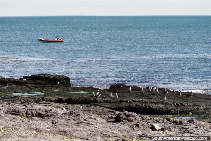 Penguin Island, looking out to the big ocean, penguins on rocks and a boat, Puerto Deseado. (720x480px). Argentina, South America.