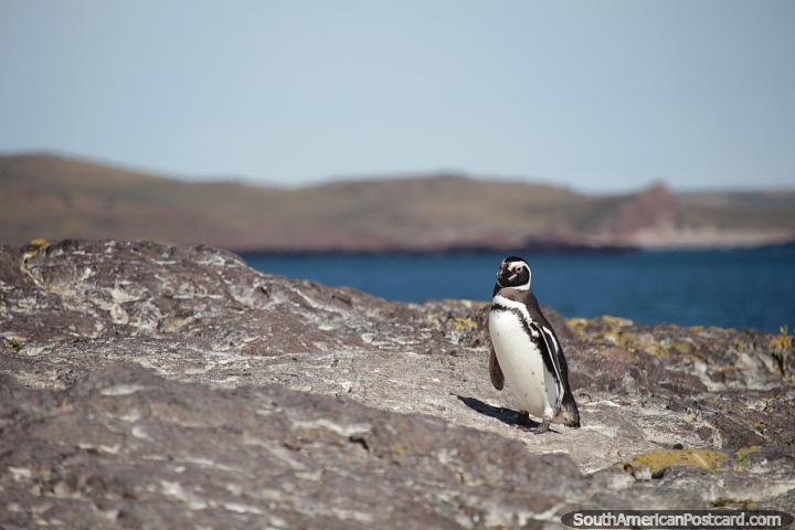 Lone penguin on a big rock face, distant sea in Puerto Deseado. (720x480px). Argentina, South America.
