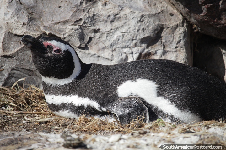 Um pinguim nidificando na Ilha dos Pinguins em Puerto Deseado. (720x480px). Argentina, Amrica do Sul.