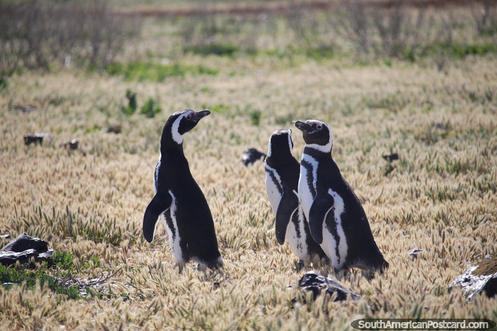 3 pinguins caminham juntos na grama da Ilha dos Pinguins em Puerto Deseado. (720x480px). Argentina, Amrica do Sul.