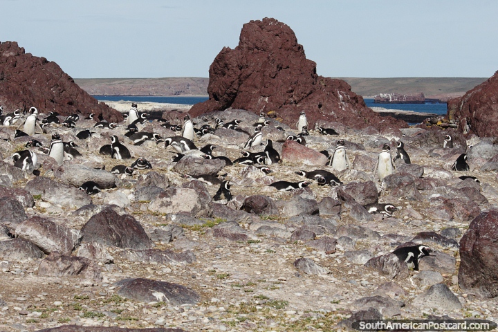 Uma comunidade de pinguins no terreno rochoso das ilhas de Puerto Deseado. (720x480px). Argentina, Amrica do Sul.