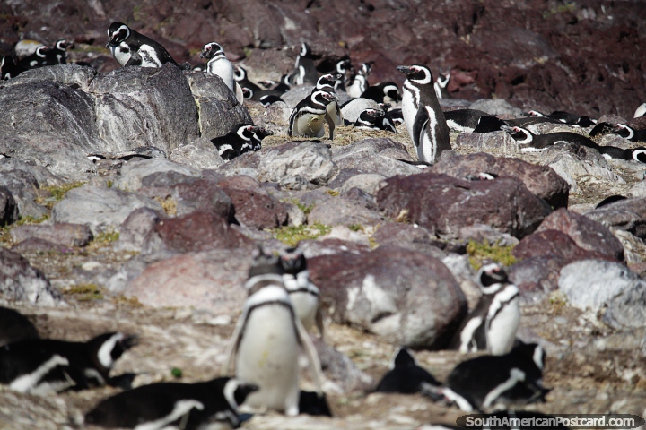 Tight living conditions for penguins because there are so many, Penguin Island, Puerto Deseado. (720x480px). Argentina, South America.