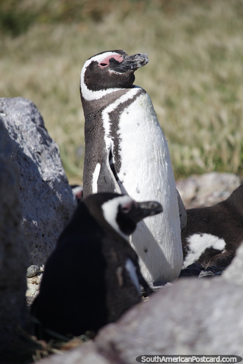Os pinguins nidificam nos jardins de pedra ao redor da ilha, Puerto Deseado. (480x720px). Argentina, Amrica do Sul.