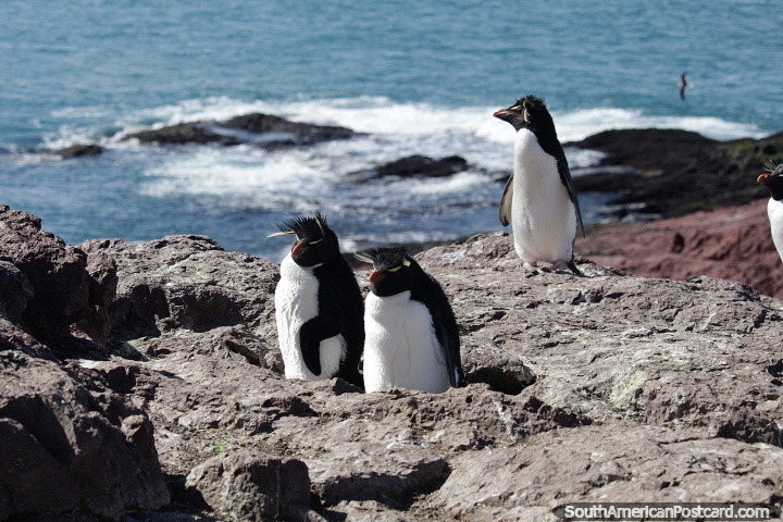 A segunda variedade de pinguim na Ilha dos Pinguins, com pena amarela na cabea, Puerto Deseado. (720x480px). Argentina, Amrica do Sul.