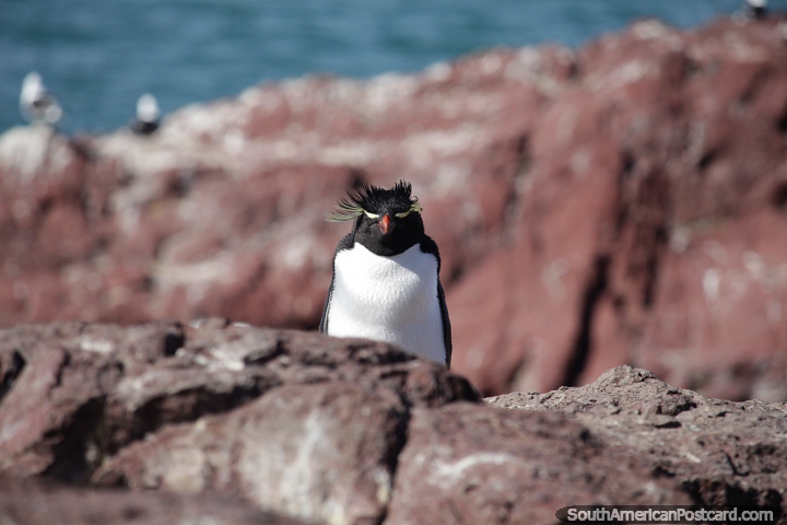 Espcie interessante de pinguim, pequeno com faixa amarela ou pena, Ilha Pinguim, Puerto Deseado. (720x480px). Argentina, Amrica do Sul.
