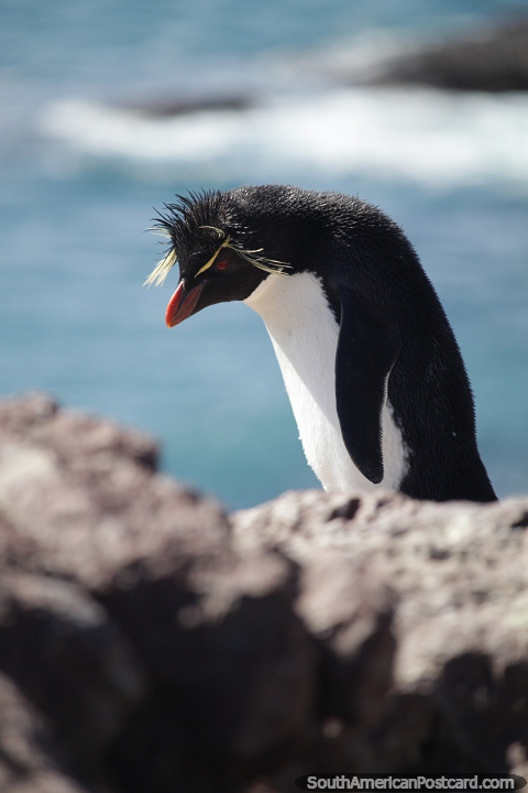 Pinguim  da mesma cor das guas brancas e rochas negras, Ilha Pinguim, Puerto Deseado. (480x720px). Argentina, Amrica do Sul.