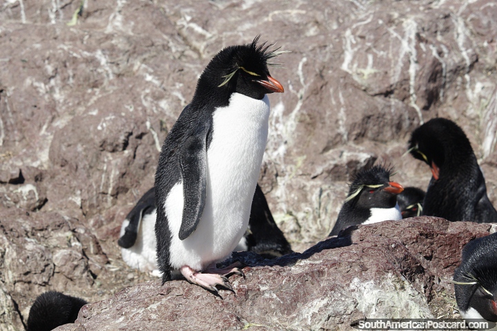 Os pinguins no parecem se importar com os humanos que os observam na Ilha dos Pinguins, Puerto Deseado. (720x480px). Argentina, Amrica do Sul.