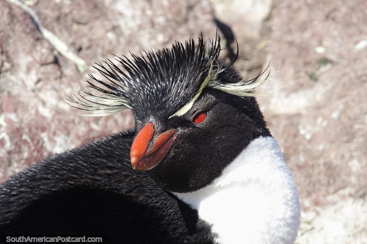 Lindo pinguim com cabelos crespos e penas amarelas especiais, Puerto Deseado. (720x480px). Argentina, Amrica do Sul.