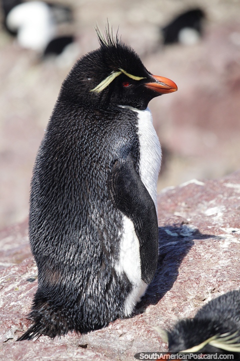 Os pinguins aqui no tm vergonha de humanos, Ilha dos Pinguins, Puerto Deseado. (480x720px). Argentina, Amrica do Sul.