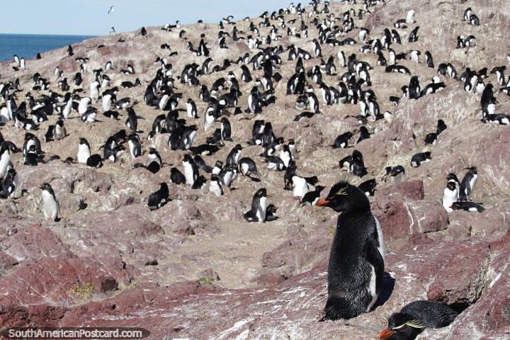 Enorme colnia de pinguins nas ilhas ao redor de Puerto Deseado. (720x480px). Argentina, Amrica do Sul.