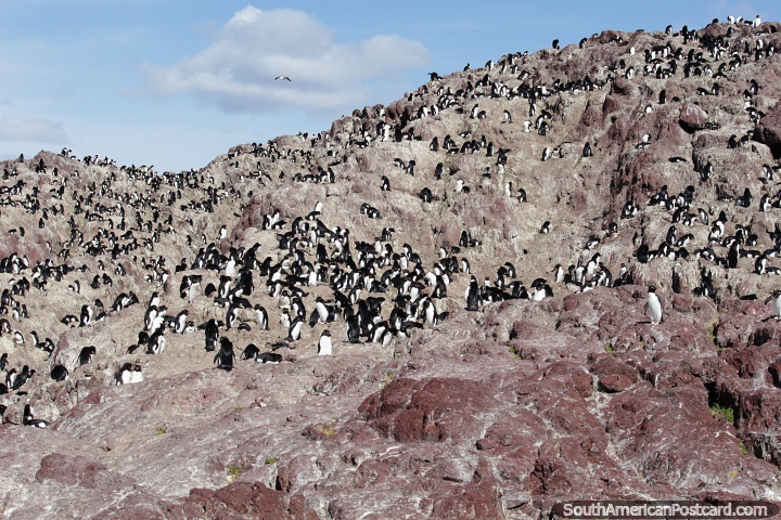 Milhares de pinguins em uma encosta rochosa na Ilha dos Pinguins, Puerto Deseado. (720x480px). Argentina, Amrica do Sul.