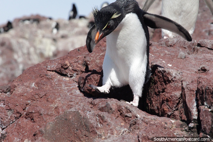 Penguin navega por el accidentado terreno rocoso de su isla en Puerto Deseado. (720x480px). Argentina, Sudamerica.