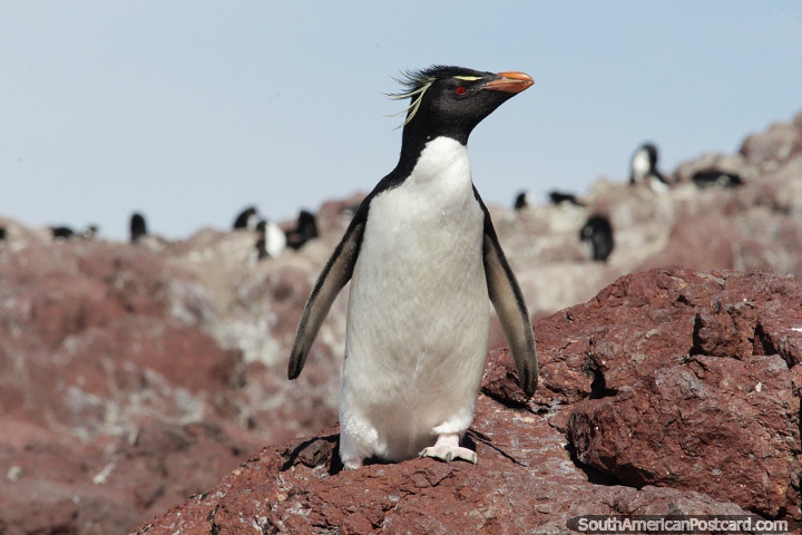 Penguin searches for his friends among thousands of others, Penguin Island, Puerto Deseado. (720x480px). Argentina, South America.