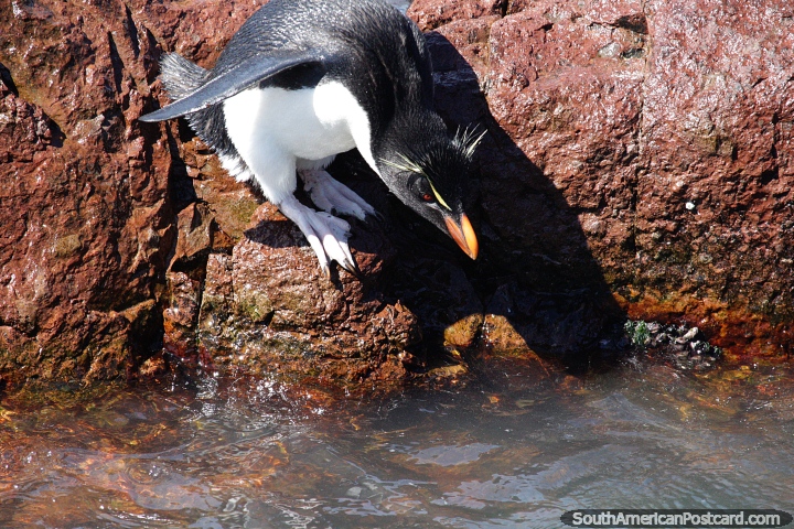 Isla Pingino es calurosa por lo que a las aves les gusta nadar y refrescarse, Puerto Deseado. (720x480px). Argentina, Sudamerica.