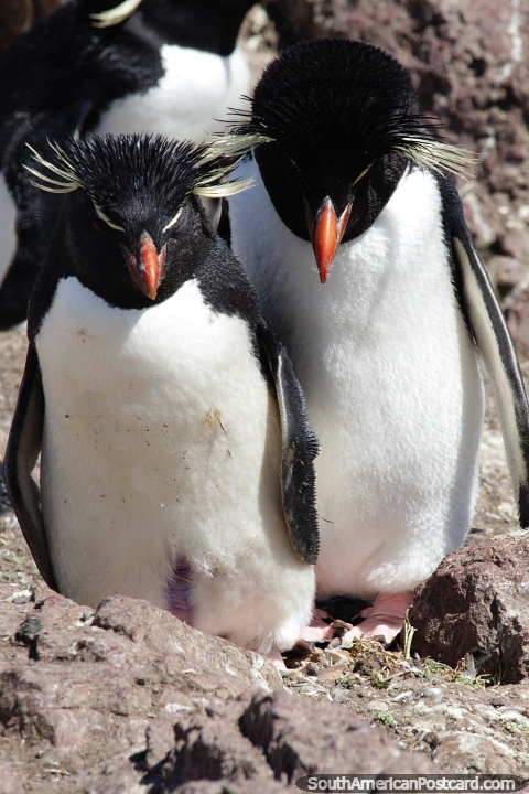 Par de pinguins caminham juntos em sua ilha em Puerto Deseado. (480x720px). Argentina, Amrica do Sul.
