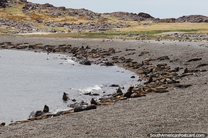 Hundreds of seals on the beach sleeping the day away, Puerto Deseado. (720x480px). Argentina, South America.