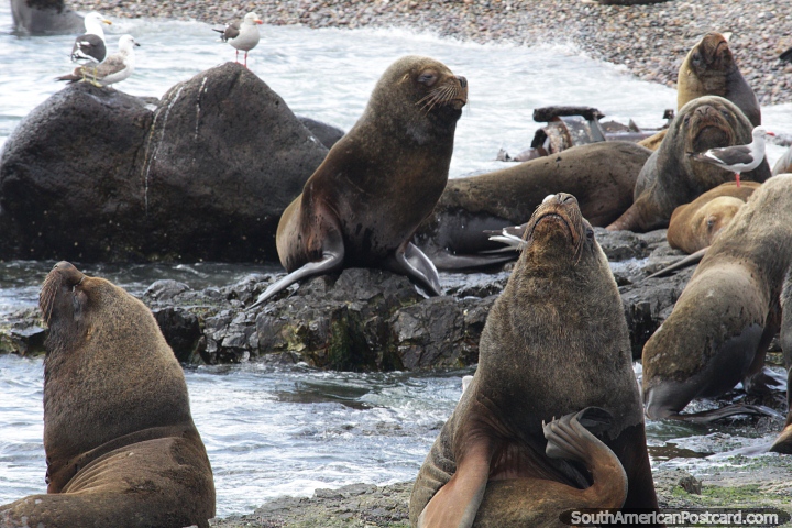 Group of large sea lions on the beach at Penguin Island, Puerto Deseado. (720x480px). Argentina, South America.