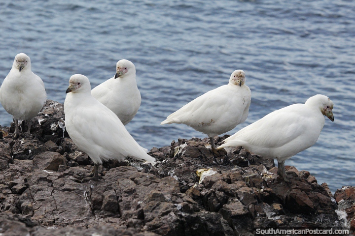 5 white birds with speckled faces, sit on rocks at Penguin Island, Puerto Deseado. (720x480px). Argentina, South America.
