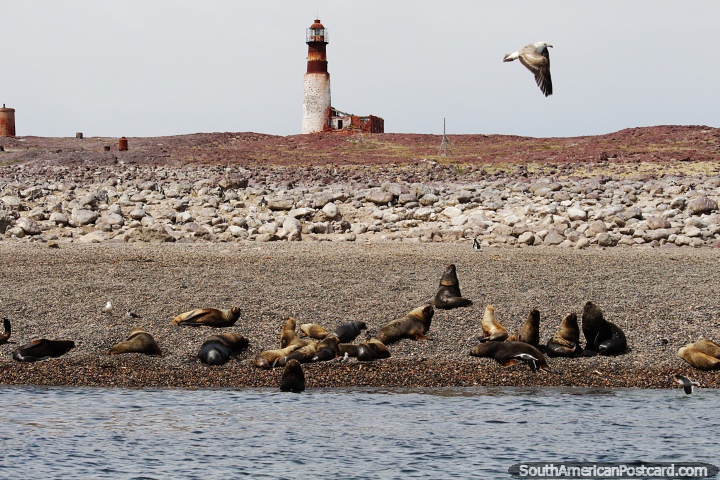 Fantastic boat excursion to Penguin Island from Puerto Deseado, view of the beach, seals and lighthouse. (720x480px). Argentina, South America.