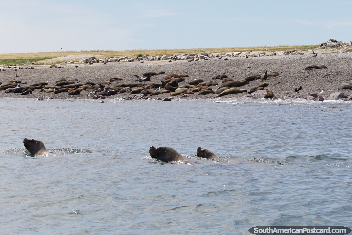 3 focas nadan frente a su playa en las islas de Puerto Deseado. (720x480px). Argentina, Sudamerica.