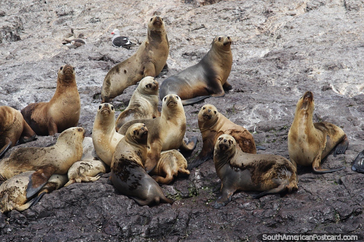 Ilha onde as focas se reproduzem, um grande grupo observa a passagem do barco, Puerto Deseado. (720x480px). Argentina, Amrica do Sul.