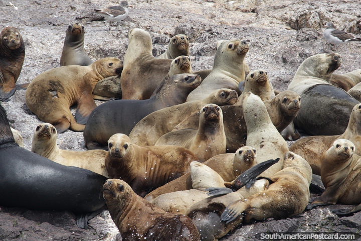 Seal colony, breeding island in the waters of off Puerto Deseado. (720x480px). Argentina, South America.