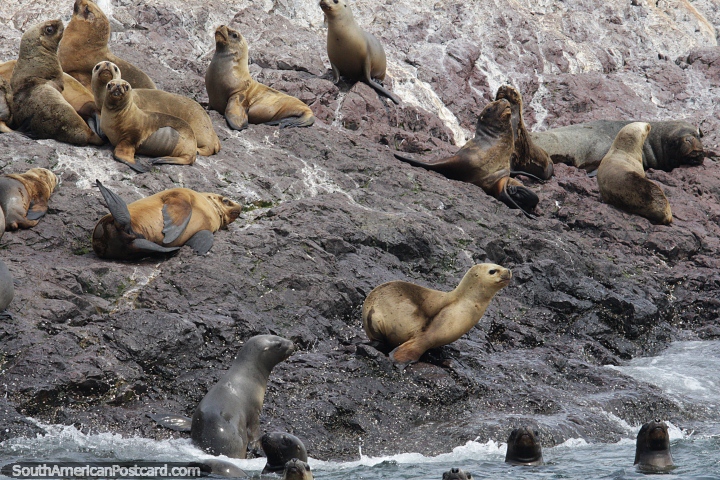 Seal Island, uma colnia de reproduo nas ilhas ao redor de Puerto Deseado. (720x480px). Argentina, Amrica do Sul.