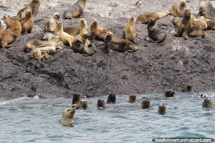 Seals form a semicircle in the water while others watch on, Puerto Deseado. (720x480px). Argentina, South America.