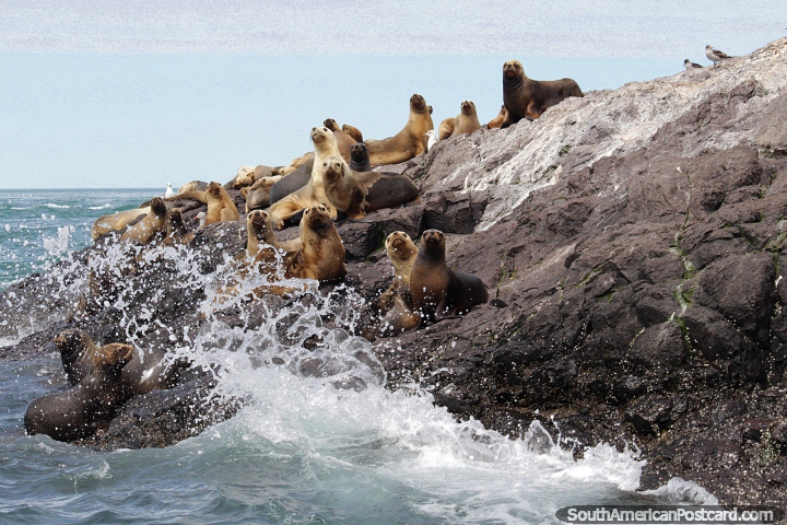 Goodbye Seal Island, we are going back to Puerto Deseado, see you again. (720x480px). Argentina, South America.