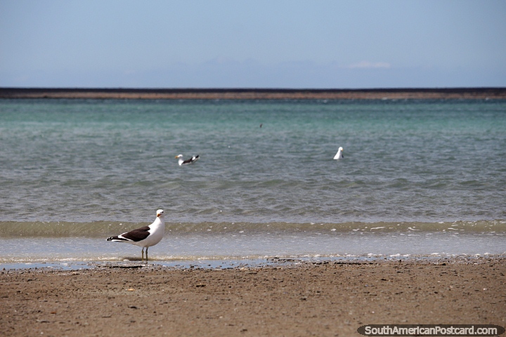 La gaviota en la arena mientras sus amigos se baan en la playa de Puerto San Julin. (720x480px). Argentina, Sudamerica.