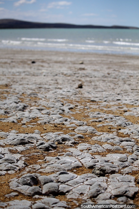 Superfície dura de rocha na praia perto do porto em Puerto San Julian. (480x720px). Argentina, América do Sul.